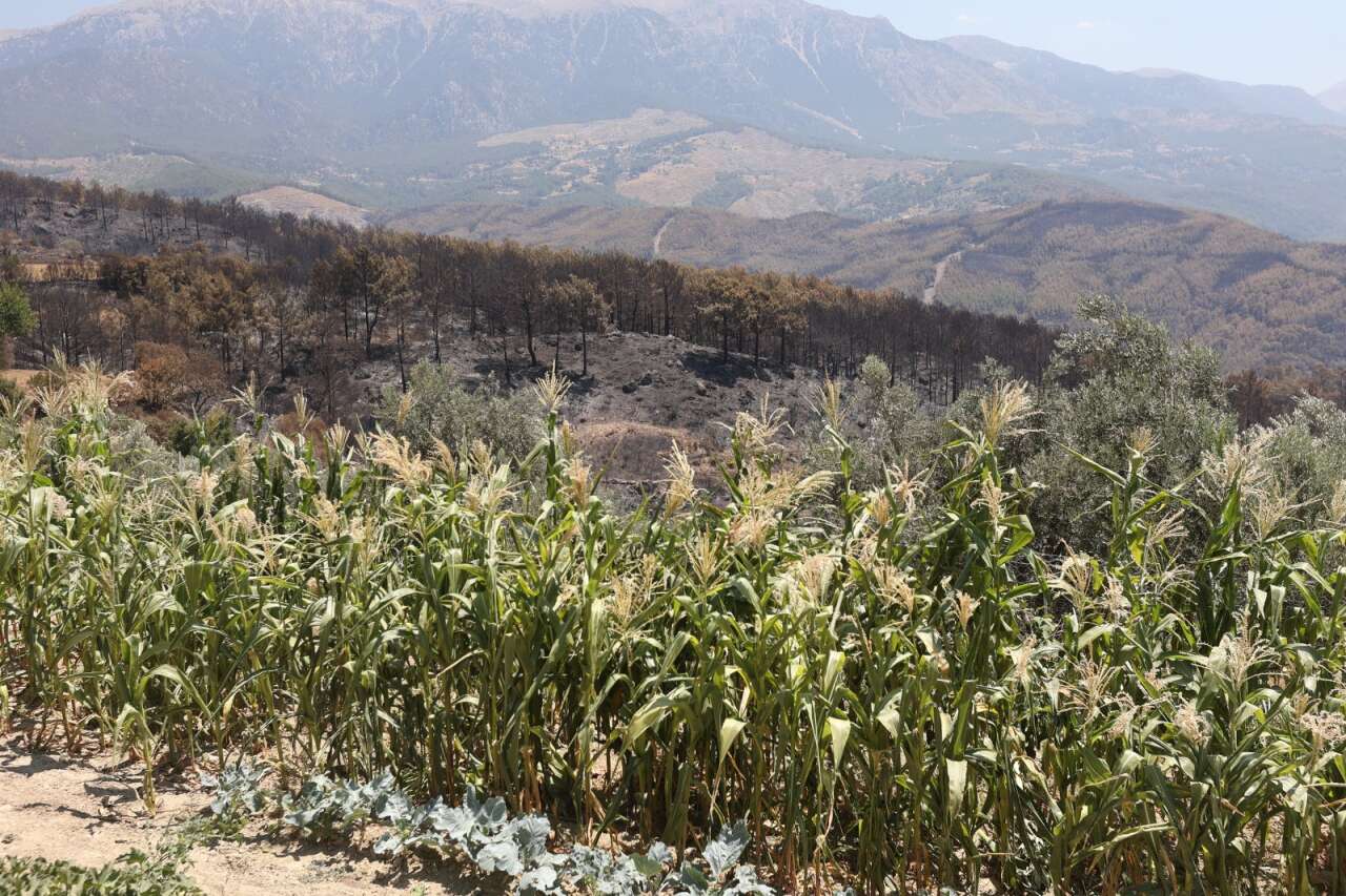Seydikemer'de Yangın Sonrası Üreticilere Büyükşehir Desteği 3